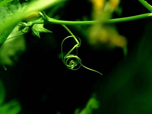 缠绕的藤条藤蔓植物高清特写图片分享