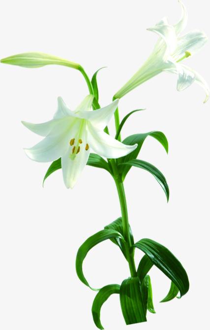白色花朵百合花植物