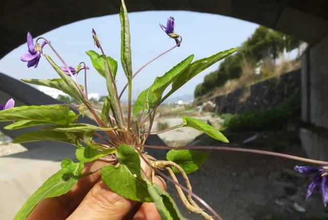 这野草有个有趣的名字叫犁头草开着紫色小花还有消炎功效