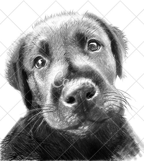 设计动物肖像黑白图片可爱的毛皮动物头波兰铅笔小狗图片