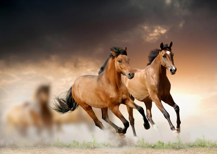 两匹奔跑的骏马4k壁纸4k动物图片彼岸图网