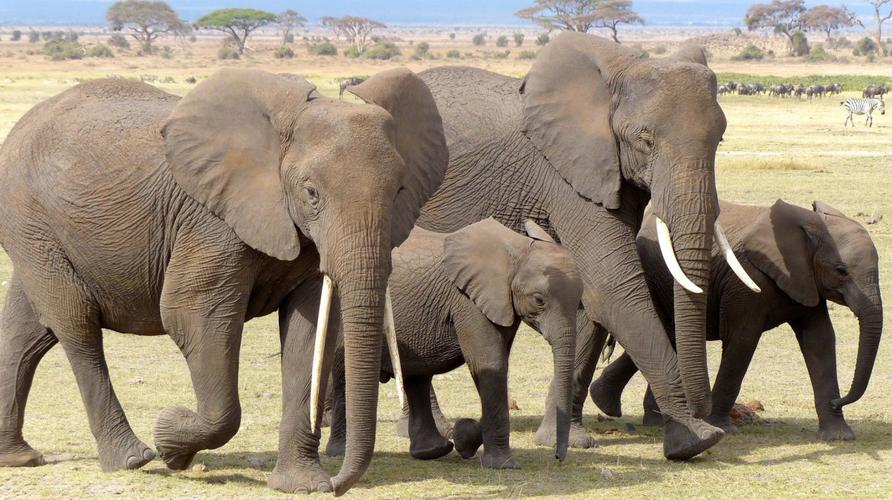 群居动物大象图片1113