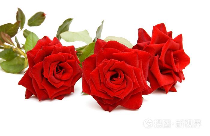 三朵红玫瑰