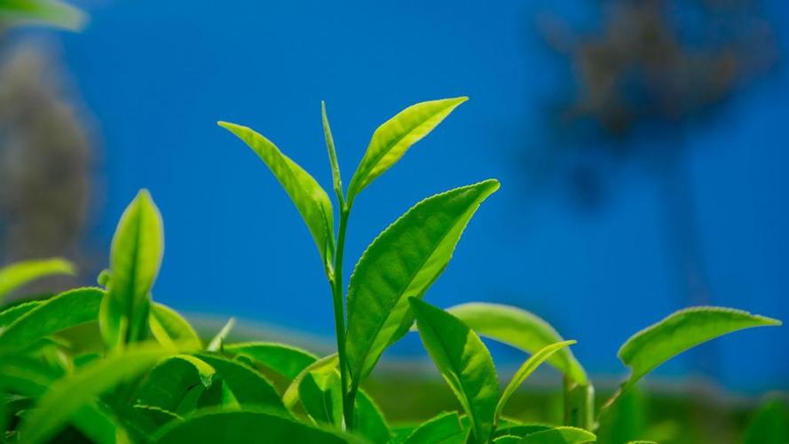 绿色植物茶叶清新图片
