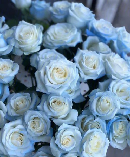 碎冰蓝玫瑰是喷漆的好看的蓝色玫瑰花