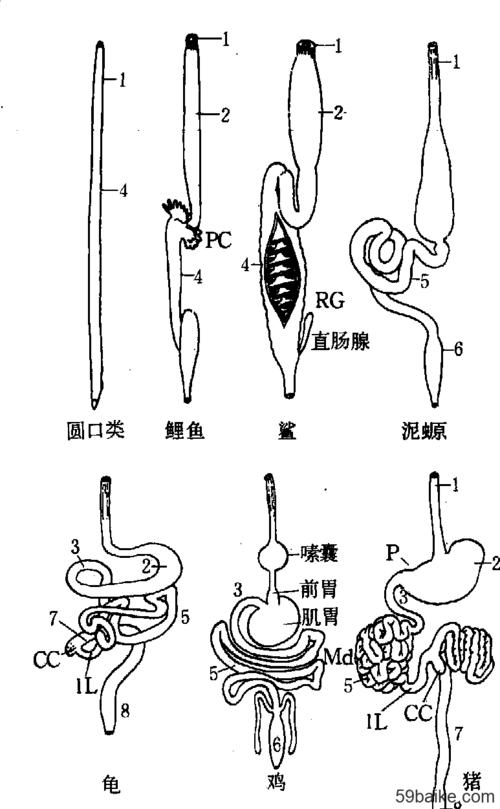 几种脊椎动物咽以后的消化道