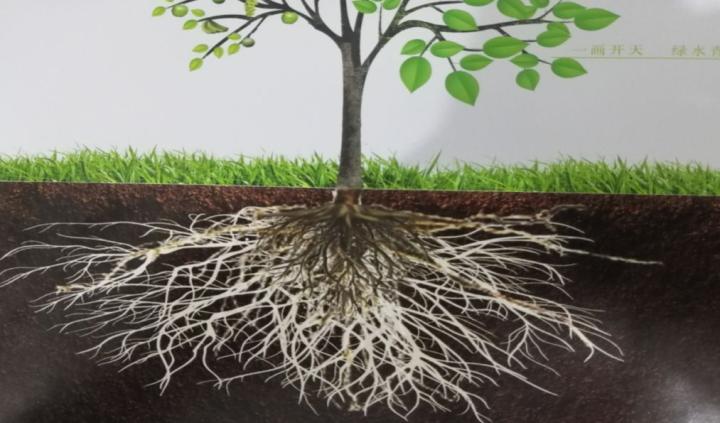 促进植物根系生长的方法作物根系的四种生长状态
