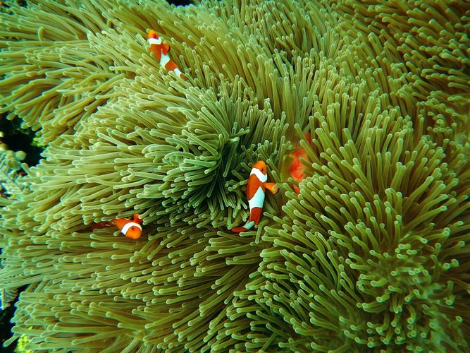 海里的珊瑚图片珊瑚海底世界海海洋植物