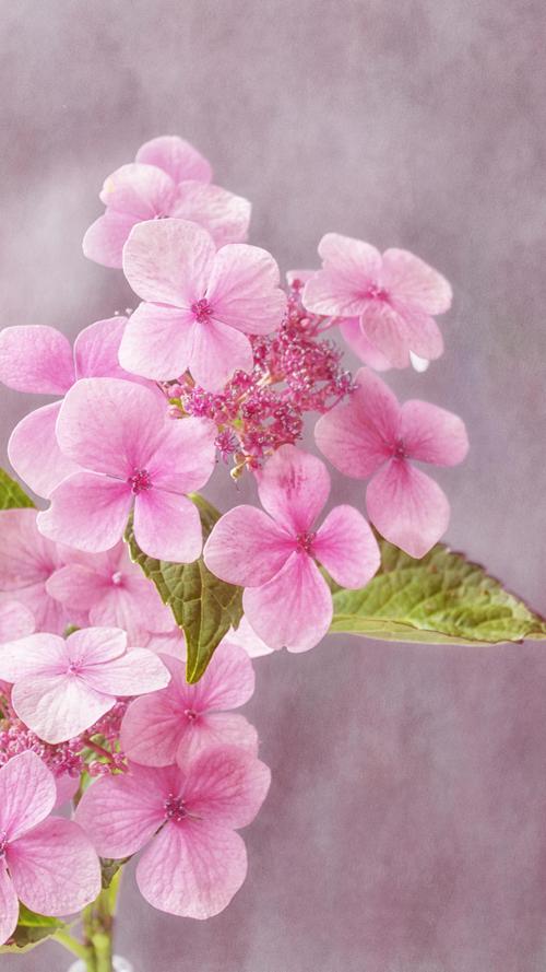 治愈系唯美花卉植物高清手机壁纸图片