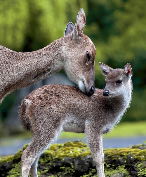 图为一只鹿妈妈正在安抚着自己孩子的身体无论是人类还是动物交流和
