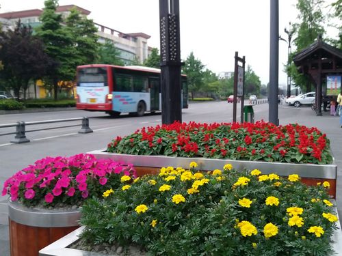 街边绿化带有各色美丽的花卉点缀其间.