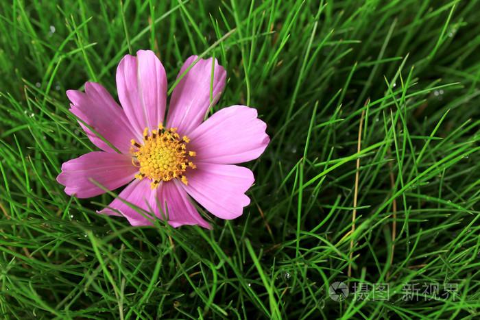 美丽的粉红色的花在绿色草地上关闭