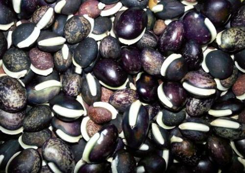 花豆的营养价值花豆是什么花豆和芸豆的区别不