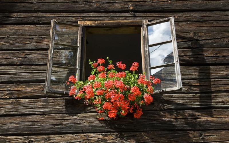 种在窗户上的花和植物
