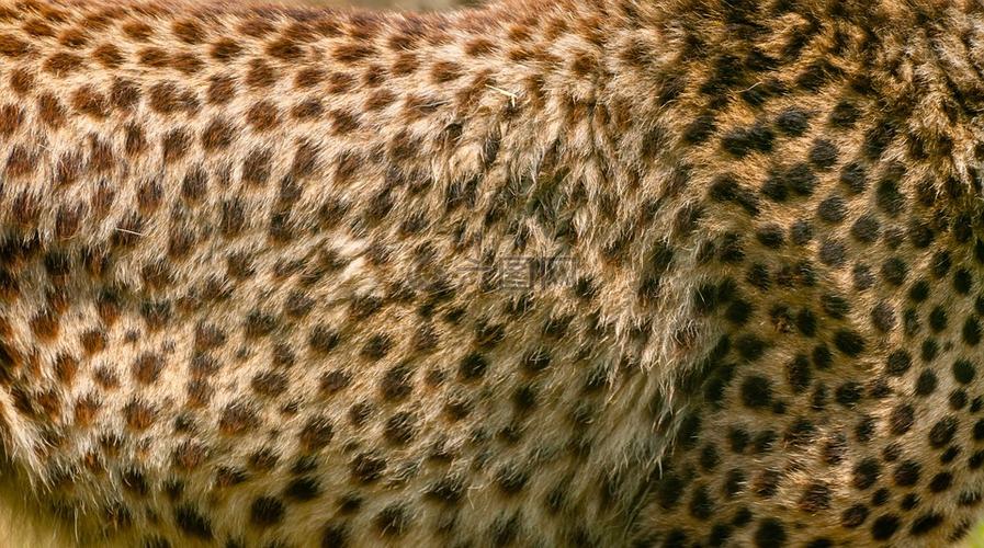 猎豹毛皮动物的皮肤