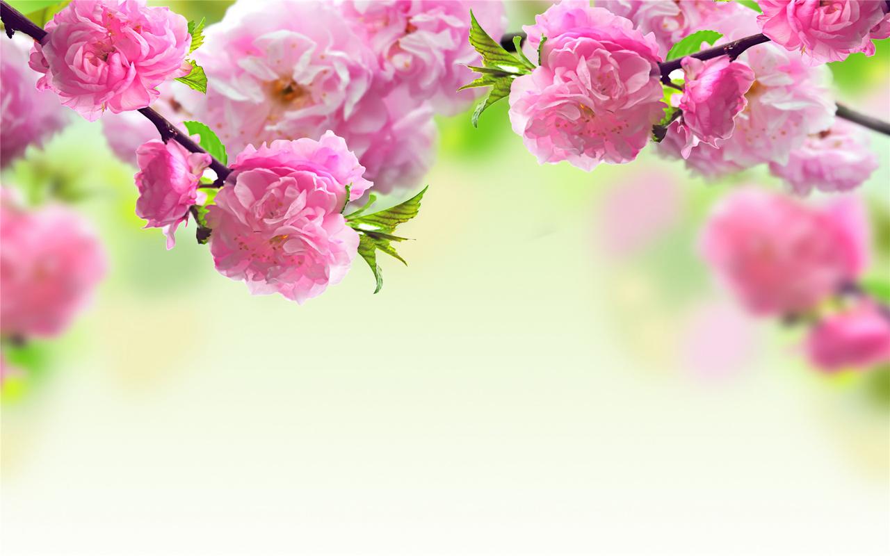 精选春暖花开唯美清新大自然鲜花图片花卉素材大图桌面壁纸下载三