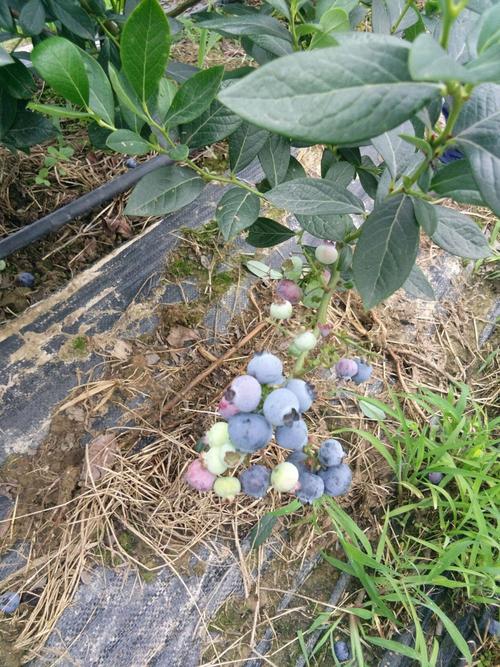 奥尼尔蓝莓