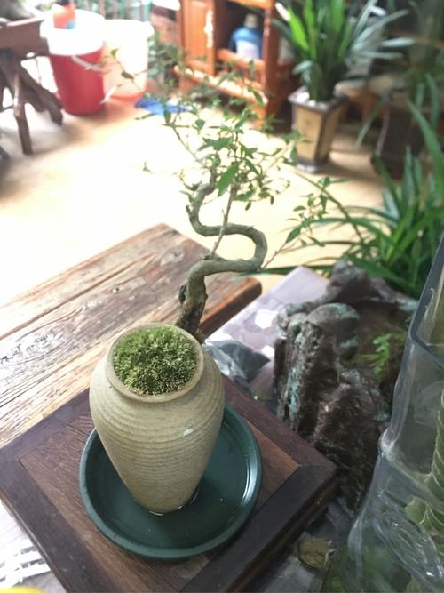 六月雪盆景老桩创意悬崖造型植物摆件中式茶室阳台绿植花卉盆栽