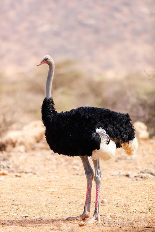 肯尼亚的索马里鸵鸟