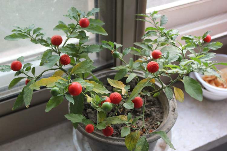 野外常见的盆栽植物养护注意3点红果果能挂100天