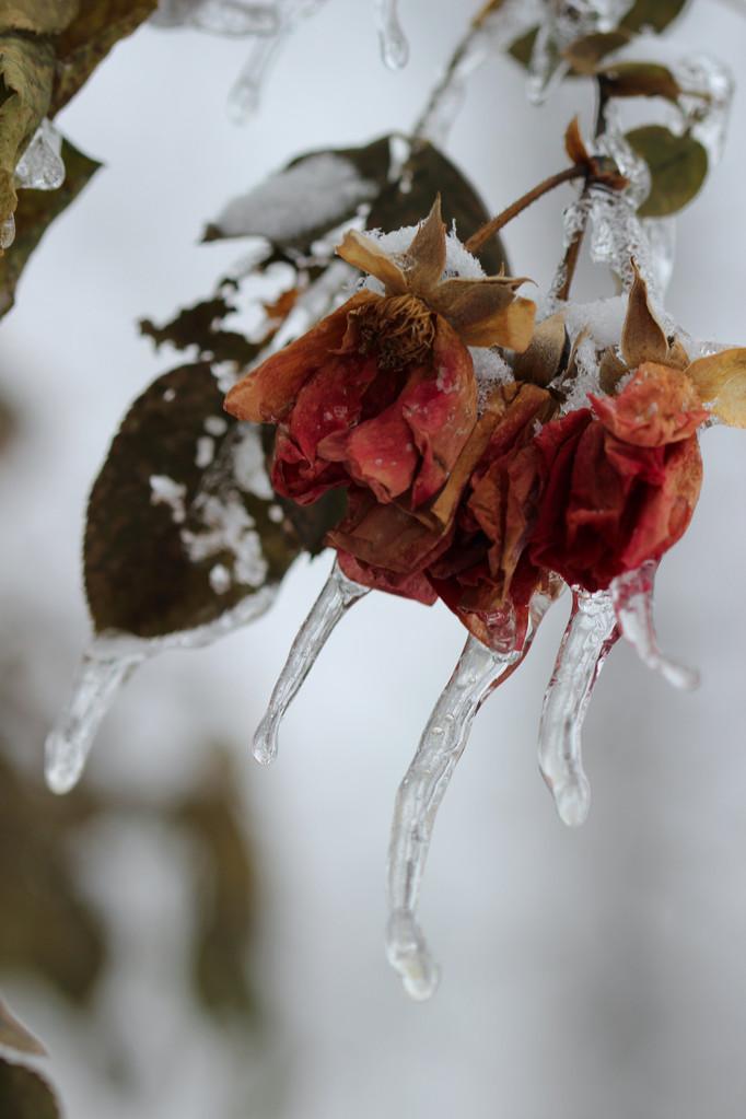 冰冻的玫瑰层冰覆盖干的玫瑰挂在一丛玫瑰后在密歇根州的一场冰暴.