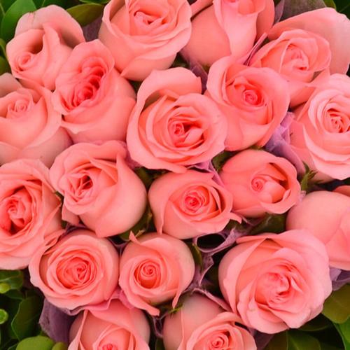 粉玫瑰初恋求爱爱心与特别的关怀