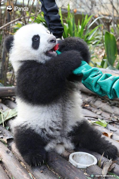 熊猫真的太可爱了