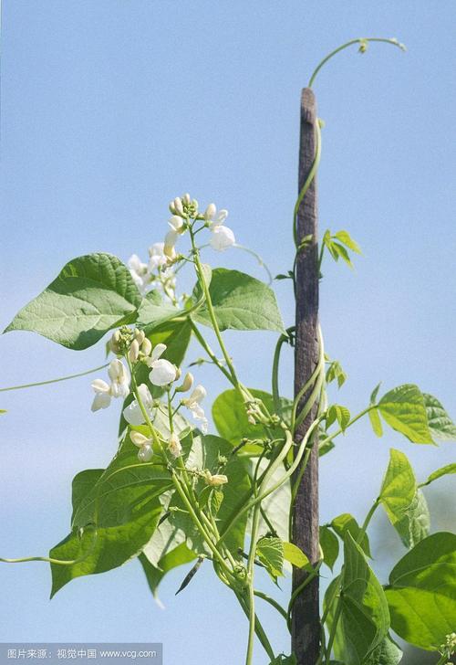 白豆开花植物