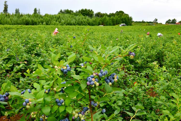 白山蓝莓乡村振兴的大产业种植