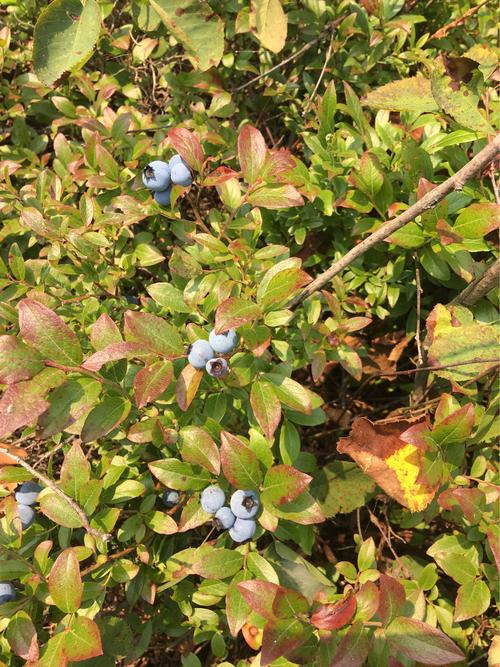漫山遍野的野生蓝莓.
