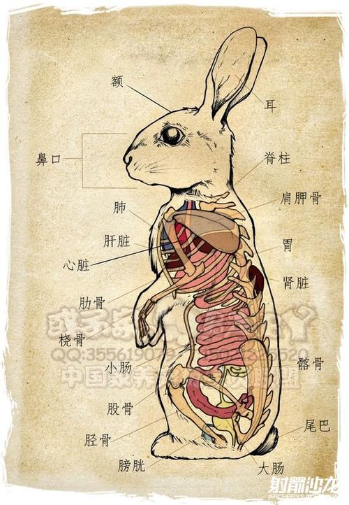 猪兔等动物解剖平面图