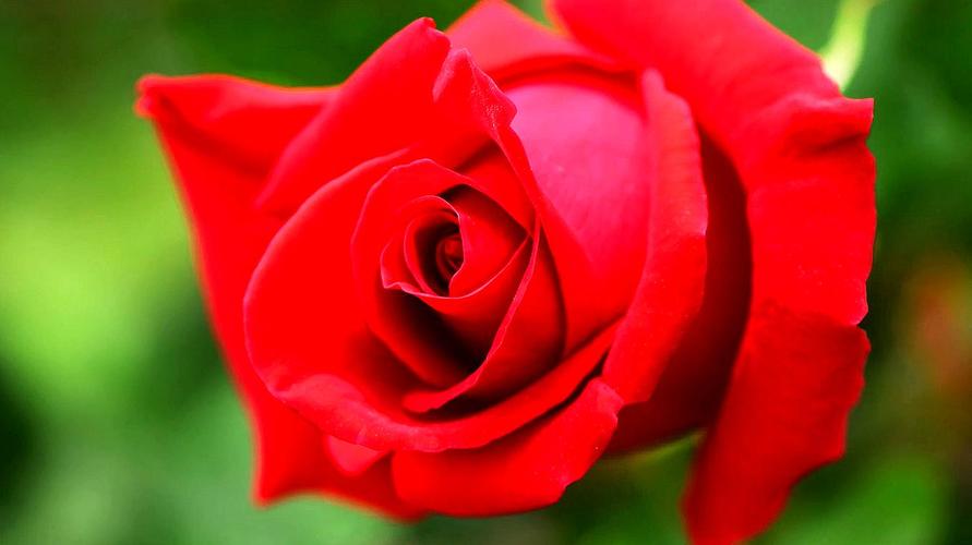 你最爱哪个颜色的玫瑰花