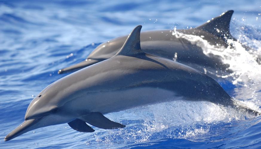 自然动物海豚风景海dolphinseaanimals壁纸图片