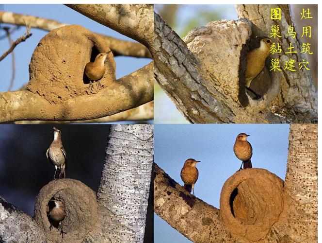 动物筑巢建穴的多样性