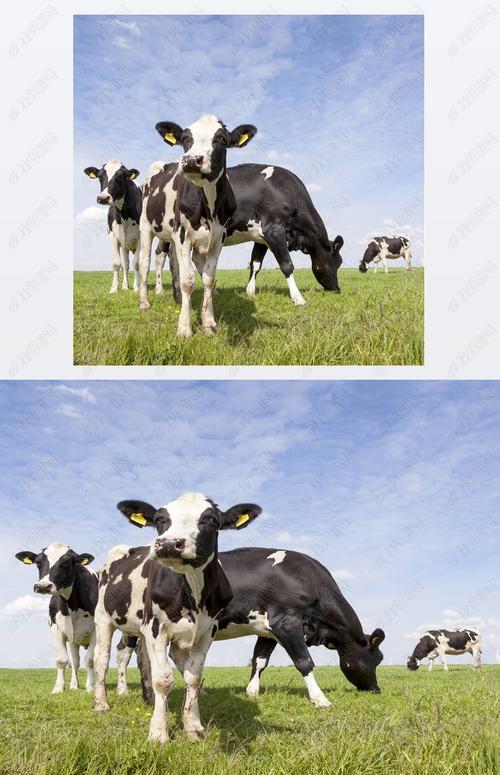在草甸在蓝蓝的天空与荷兰黑白花奶牛