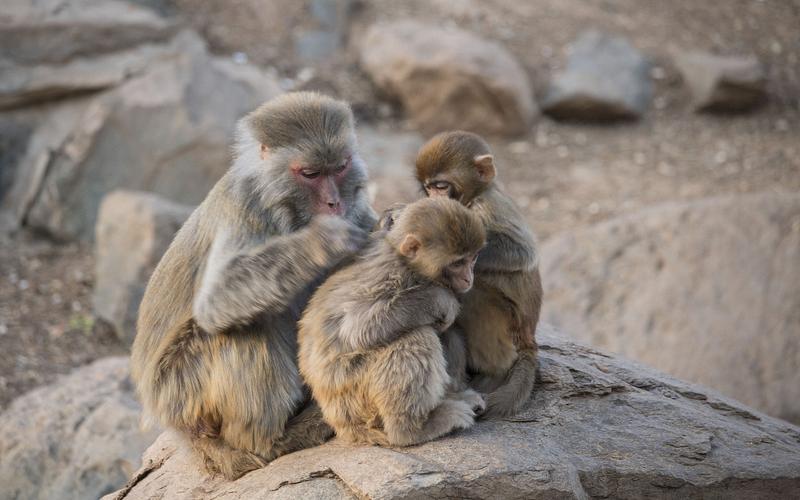 猴子monkey一家亲|摄影|动物|lovelyher