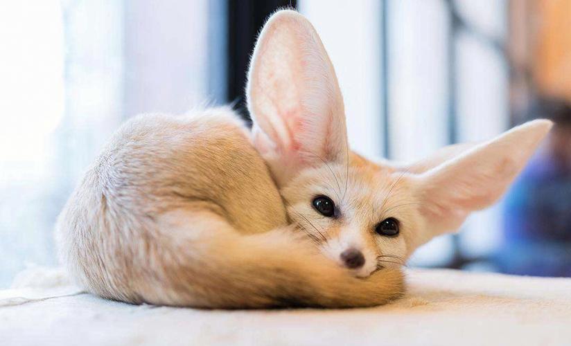 cnn评选世界最可爱动物第一名耳廓狐