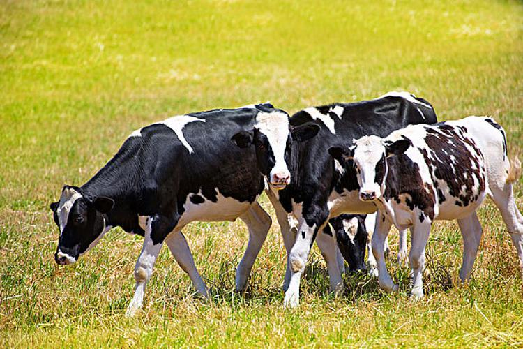 米诺卡岛黑白花奶牛牛放牧绿色草地巴利阿里群岛西班牙高清