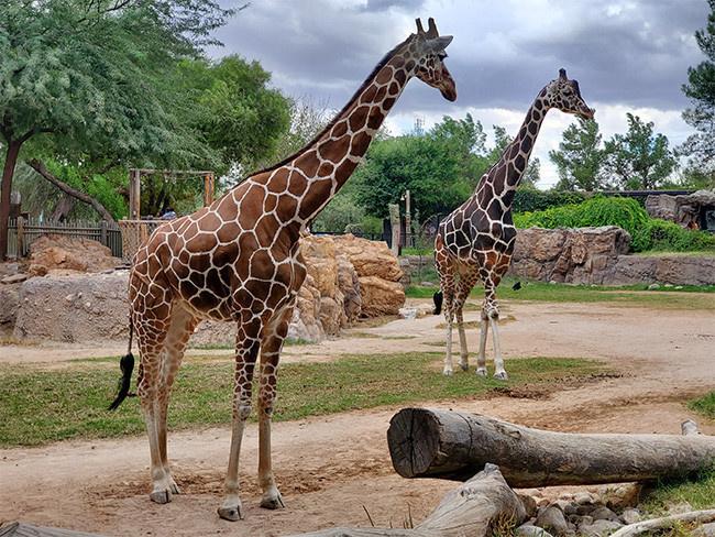 动物园长颈鹿图片