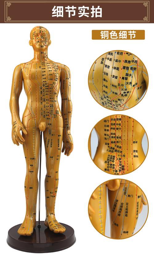 愿君康人体针灸模型经络穴位中医全身十二铜人模特图小人扎针练习小皮