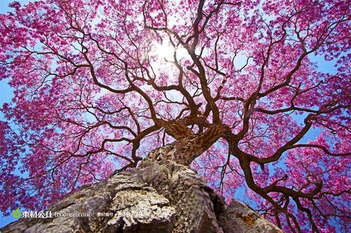 蓝天阳光与开满花的树摄影背景桌面壁纸图片素材