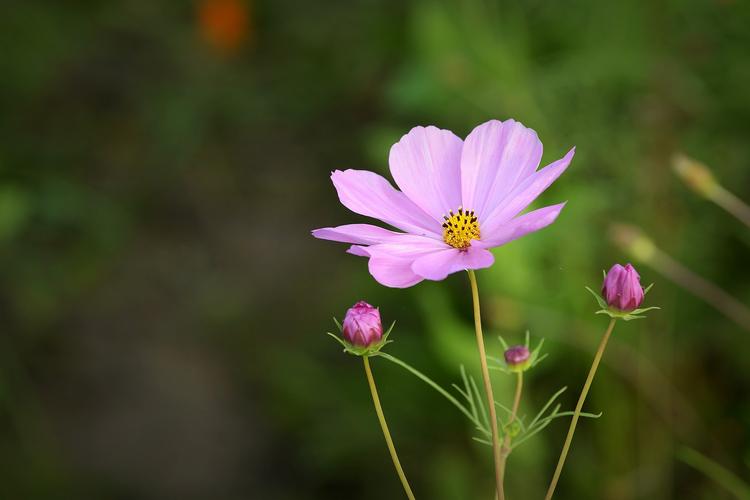 美丽的波斯菊花卉高清花草图片分享