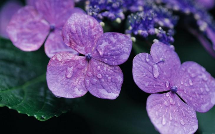 淡紫色的紫罗兰花神秘而优雅以冷水冲之
