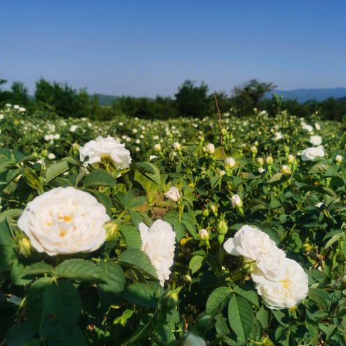 保加利亚白玫瑰