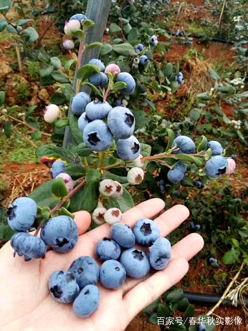 蓝莓药用价值极高您见过野生蓝莓是怎样生长的吗