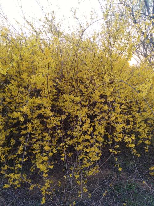 迎春花春天的时候开满鲜花呈金黄色是百花中开花最早的.