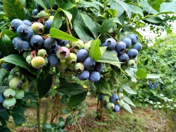 蓝莓好吃却太贵自己种一棵挂果多值得养护