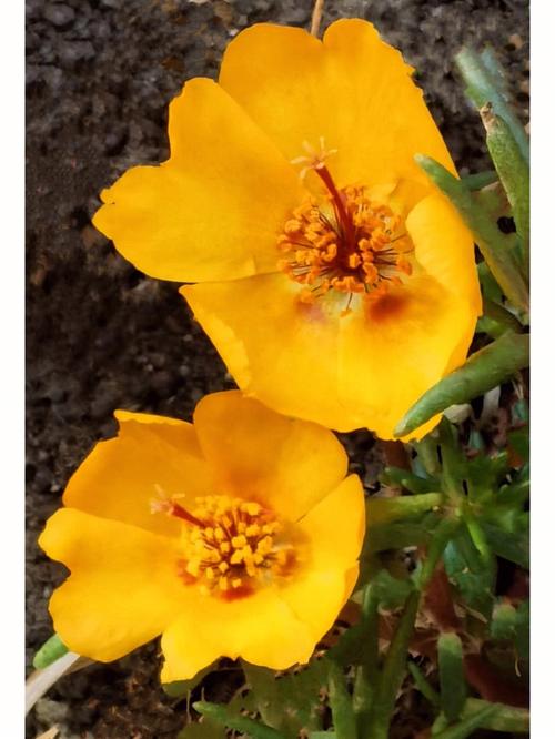 黄色大花马齿苋胡同里的花