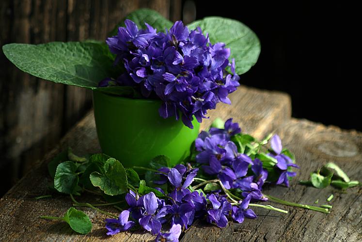 盛开的紫罗兰图片唯美植物花朵紫罗兰