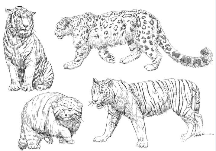 300只哺乳动物绘画练习部分图.